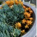 Blue Chalk Sticks x 1 Succulent Plants Senecio serpens Hardy Groundcover Rockery Border Container Hanging Basket Patio Chalksticks Finger